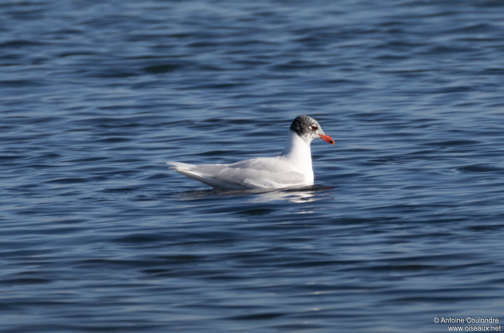 Mouette mélanocéphaleadulte transition