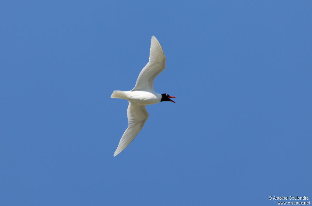 Mouette mélanocéphaleadulte nuptial, Vol