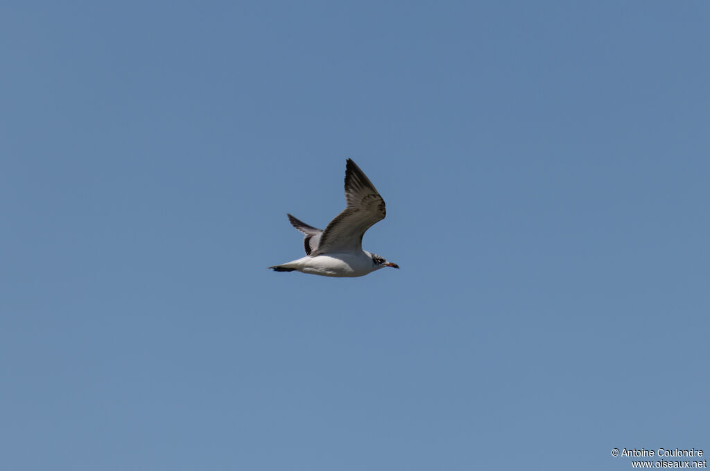 Mouette mélanocéphale1ère année, Vol
