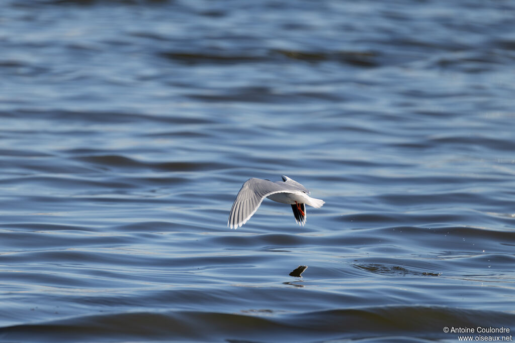 Mouette pygméeadulte internuptial