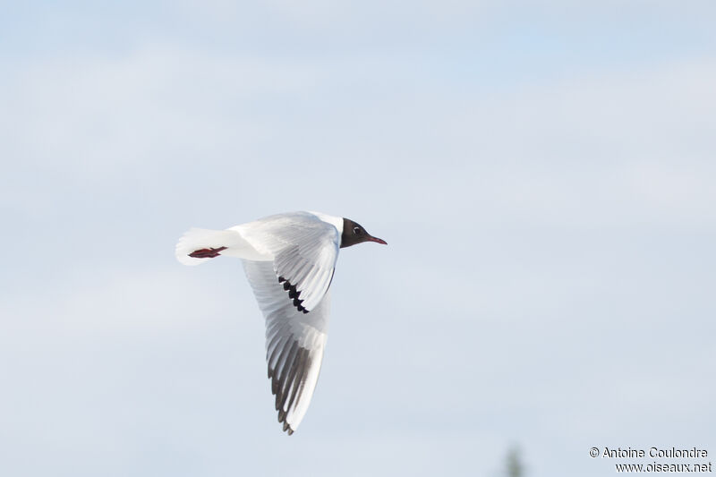 Black-headed Gulladult breeding, Flight