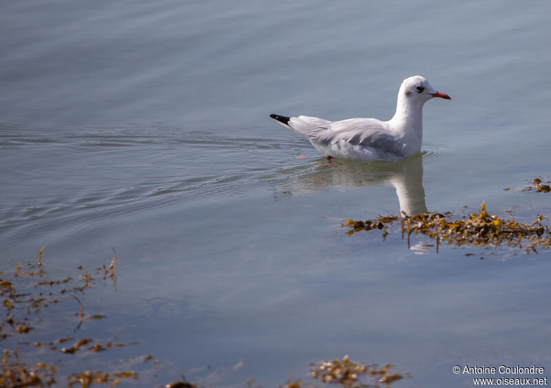 Black-headed Gulladult post breeding