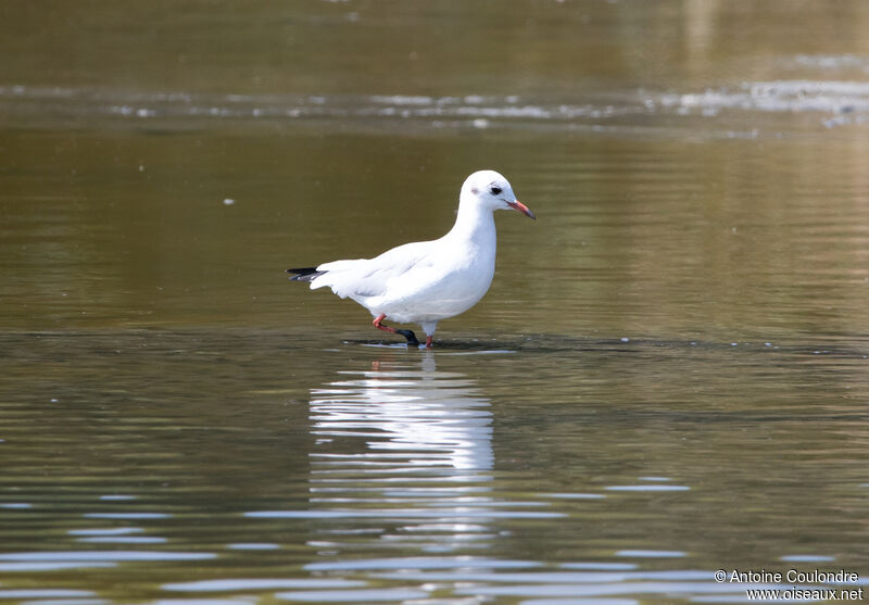 Black-headed Gulladult post breeding