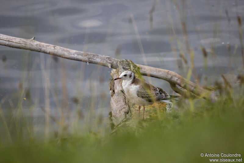 Black-headed Gulljuvenile