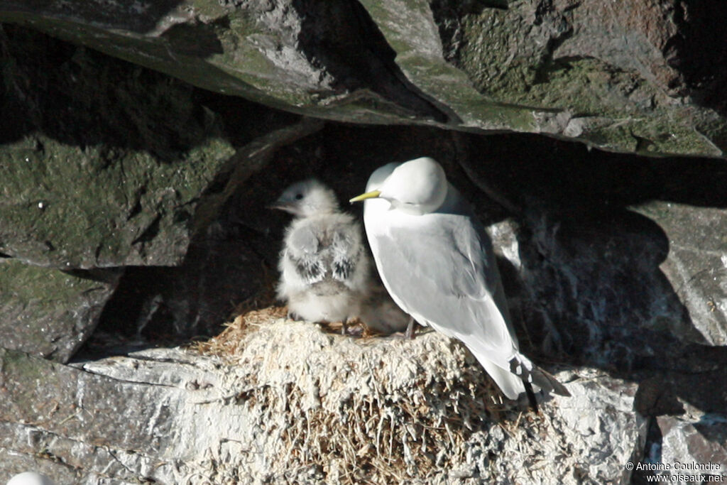 Mouette tridactyle, Nidification