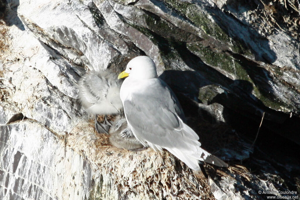 Mouette tridactyle, Nidification