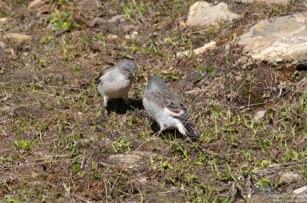 White-winged Snowfinch, eats