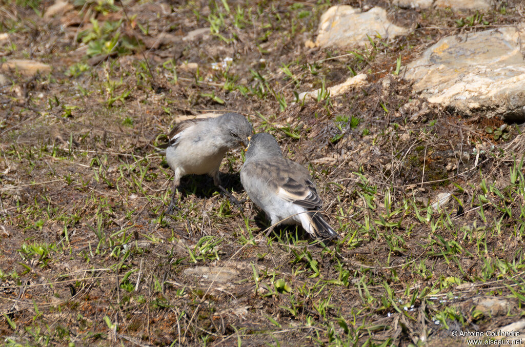 White-winged Snowfinch, eats