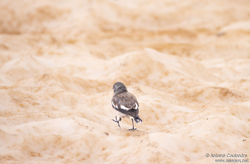 White-winged Snowfinchadult breeding, walking, fishing/hunting