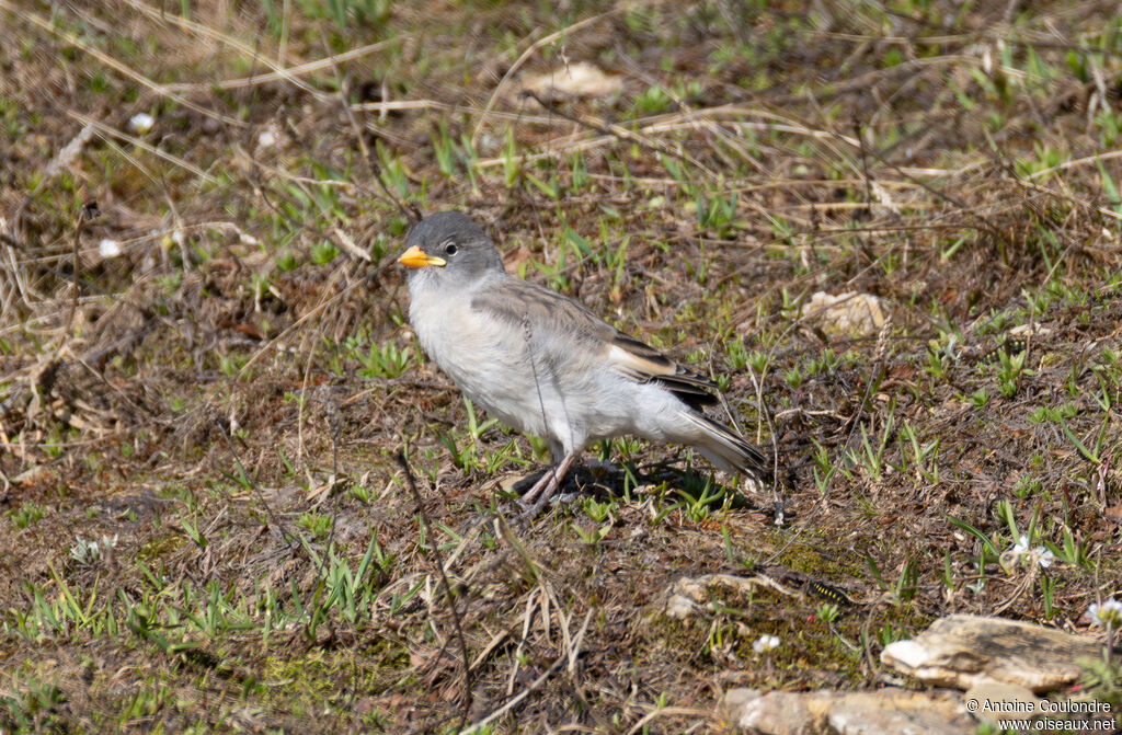 White-winged Snowfinchjuvenile