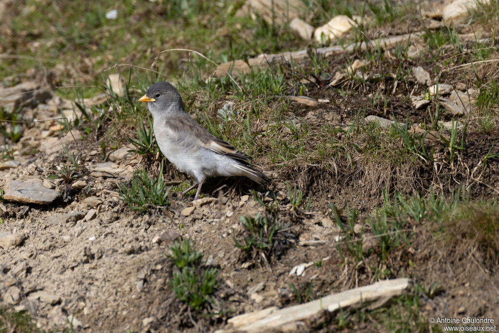 White-winged Snowfinchjuvenile
