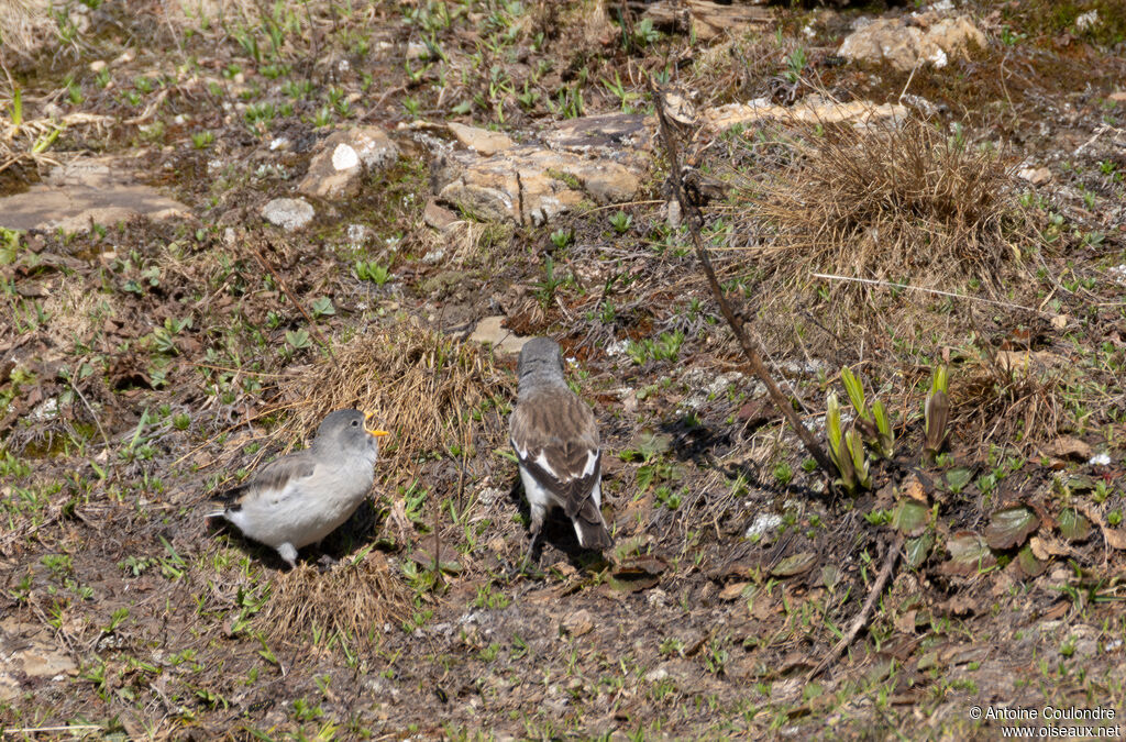 White-winged Snowfinch, eats