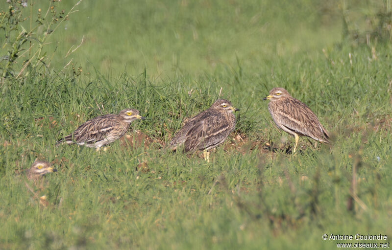 Eurasian Stone-curlewadult post breeding