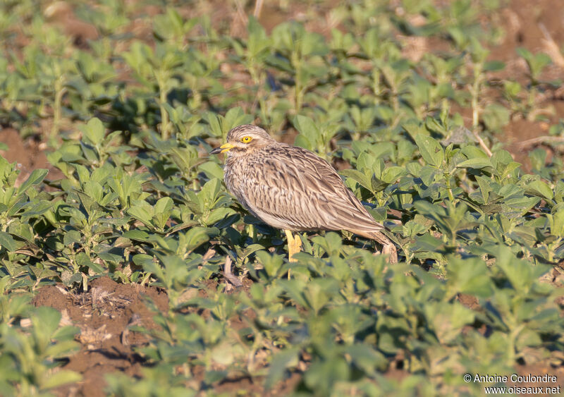 Eurasian Stone-curlewadult post breeding