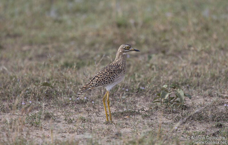 Spotted Thick-kneeadult