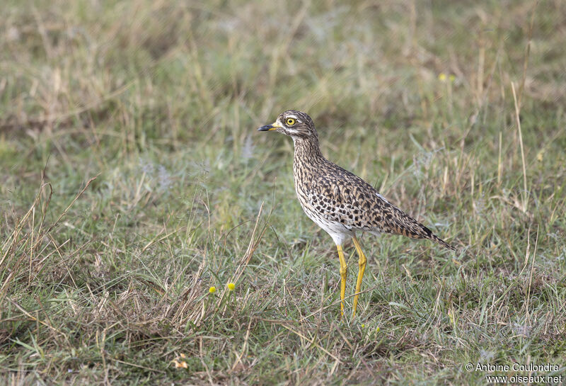 Spotted Thick-kneeadult