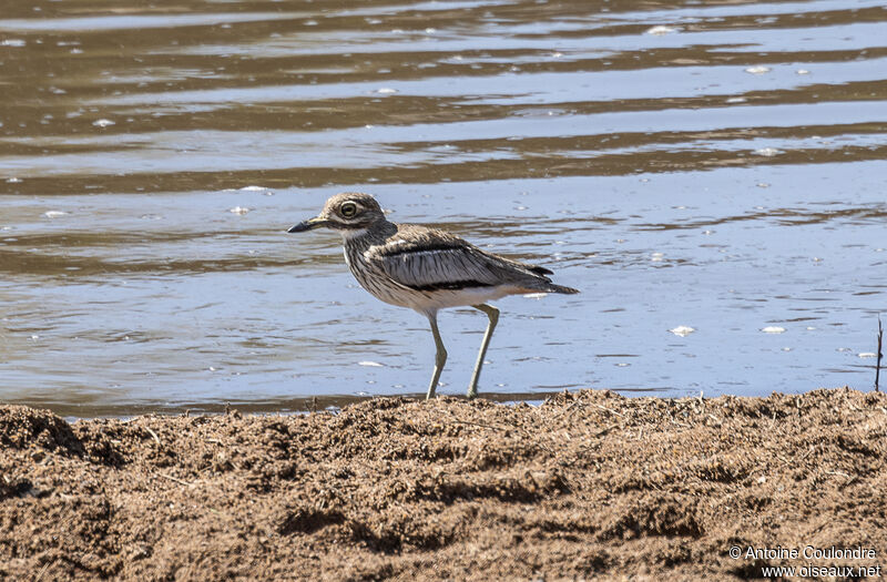 Water Thick-kneeadult, eats