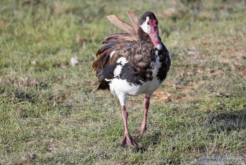 Spur-winged Gooseadult