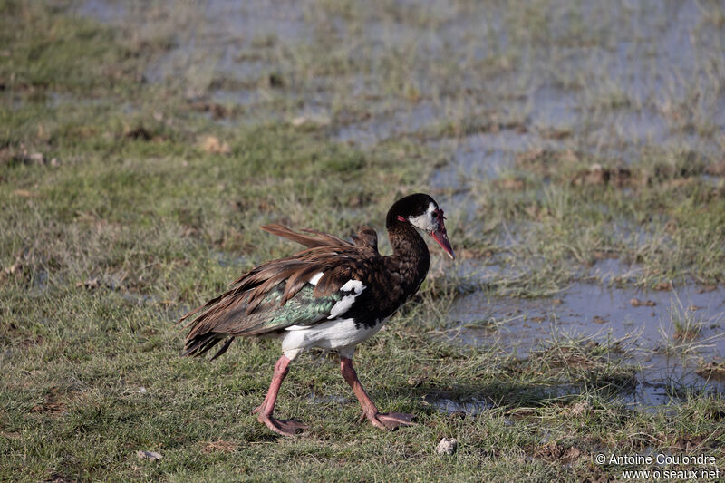 Spur-winged Gooseadult