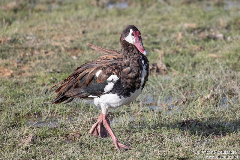 Spur-winged Gooseadult