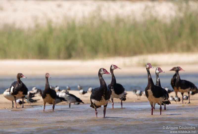 Spur-winged Goose