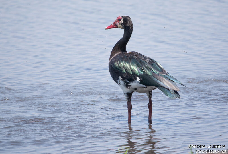 Spur-winged Gooseadult breeding