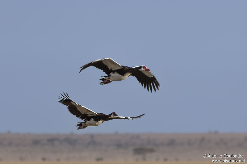 Spur-winged Gooseadult, Flight