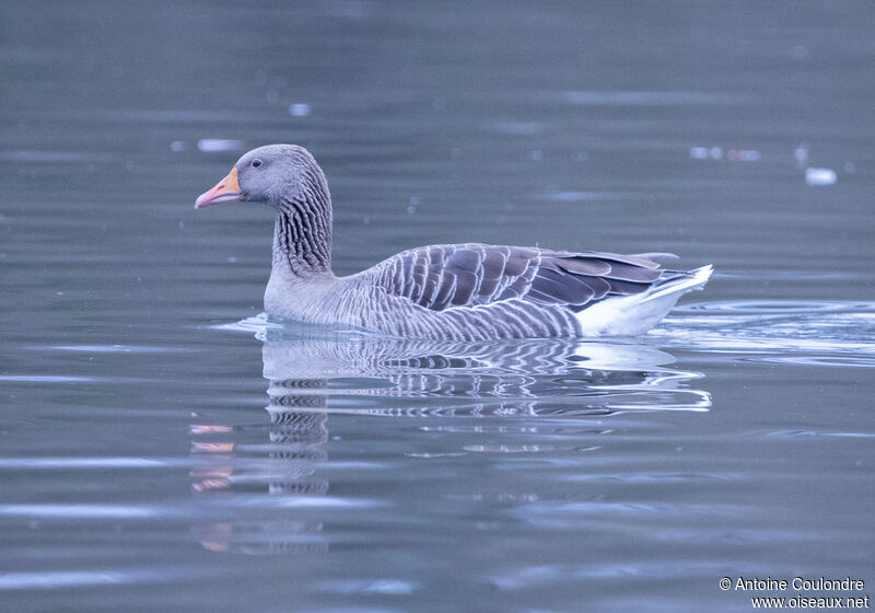 Greylag Gooseadult