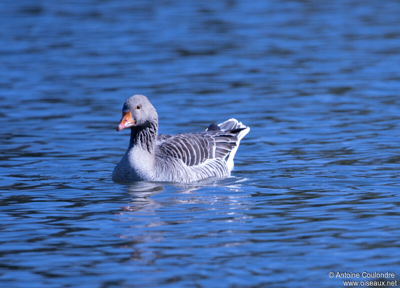 Greylag Gooseadult