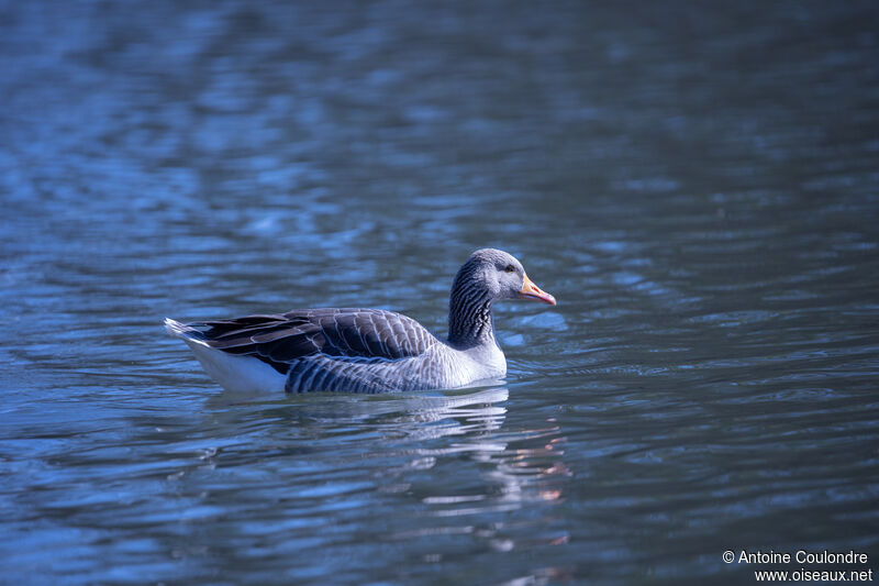 Greylag Gooseadult