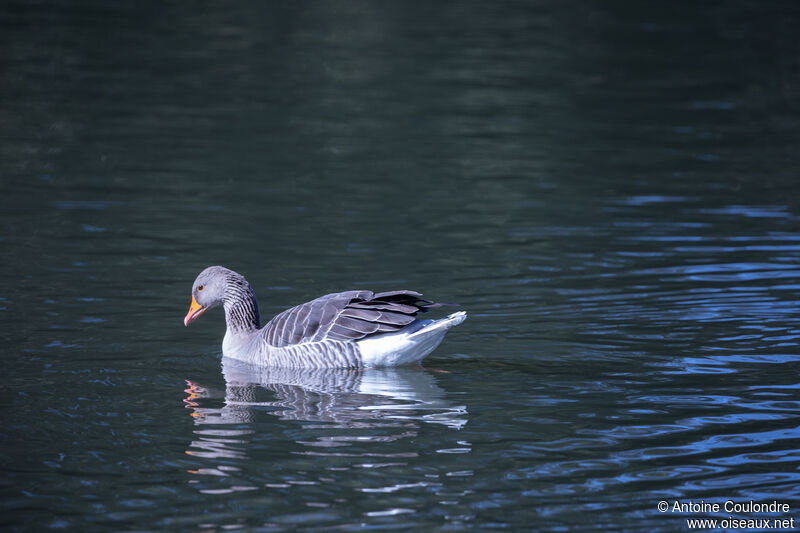 Greylag Gooseadult