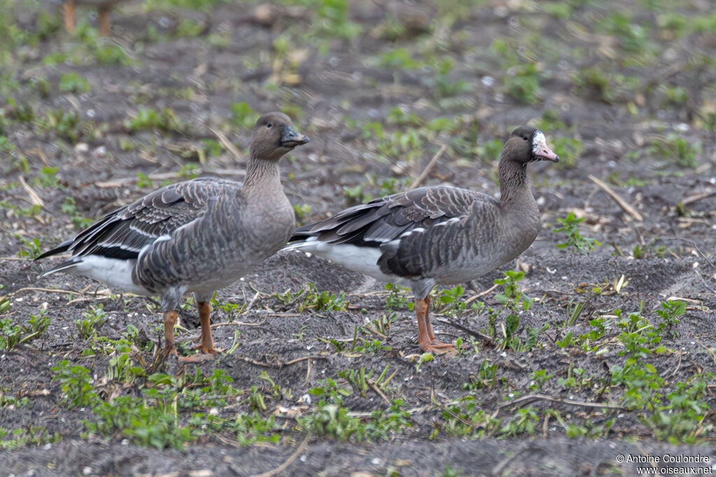 Greater White-fronted Goose