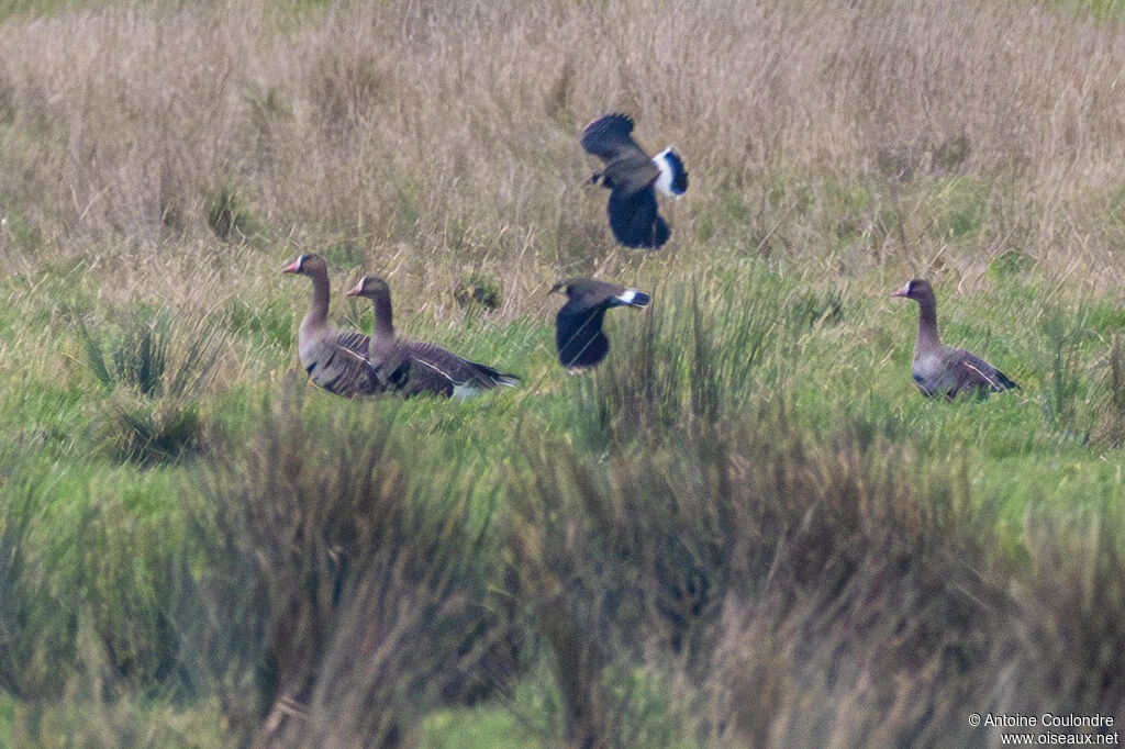 Oie rieuseadulte, marche, mange