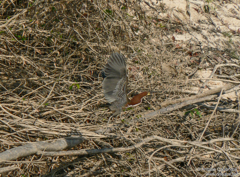 Rufescent Tiger Heronadult