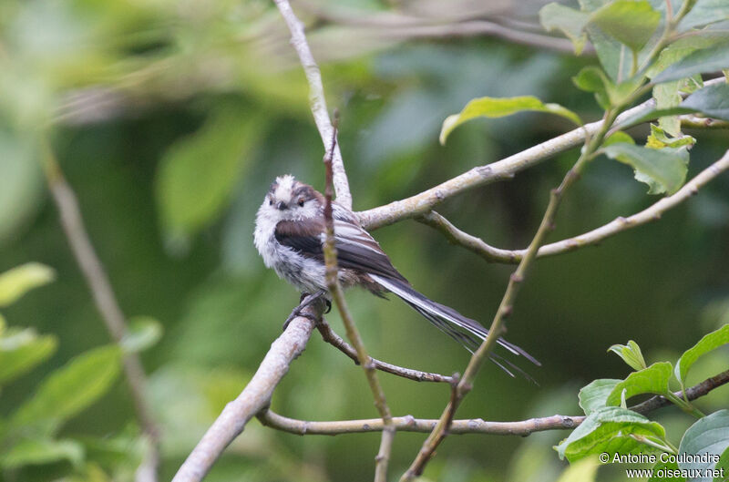 Long-tailed Titimmature