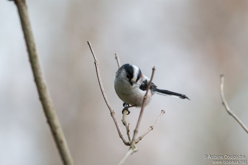 Long-tailed Titadult