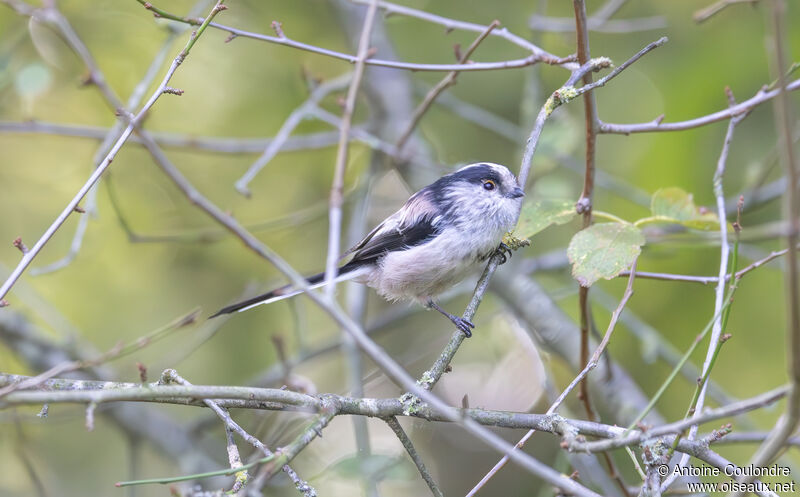 Long-tailed Titadult