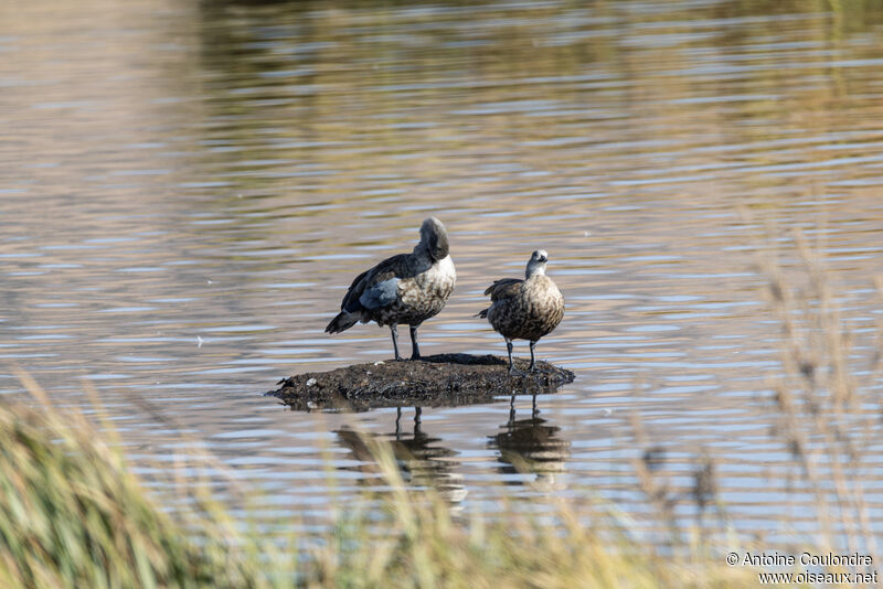 Ouette à ailes bleuesadulte