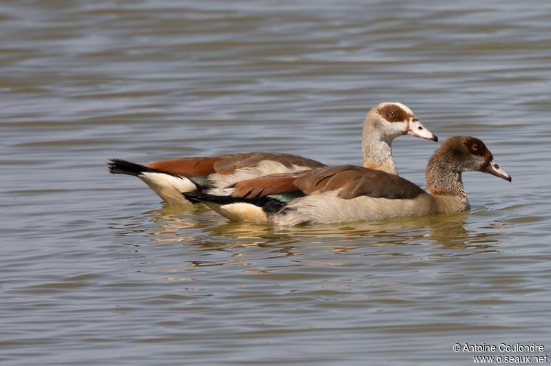 Egyptian Gooseadult, swimming