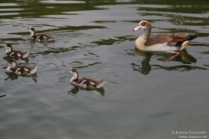 Egyptian GoosePoussin, swimming