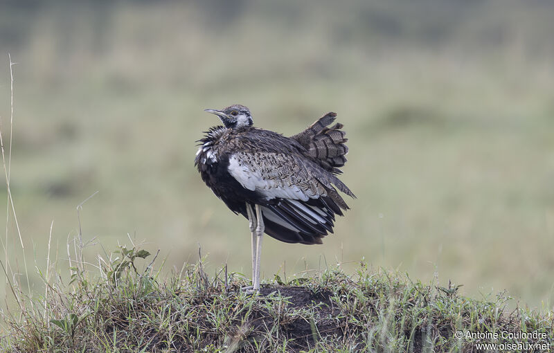 Black-bellied Bustard male adult, courting display