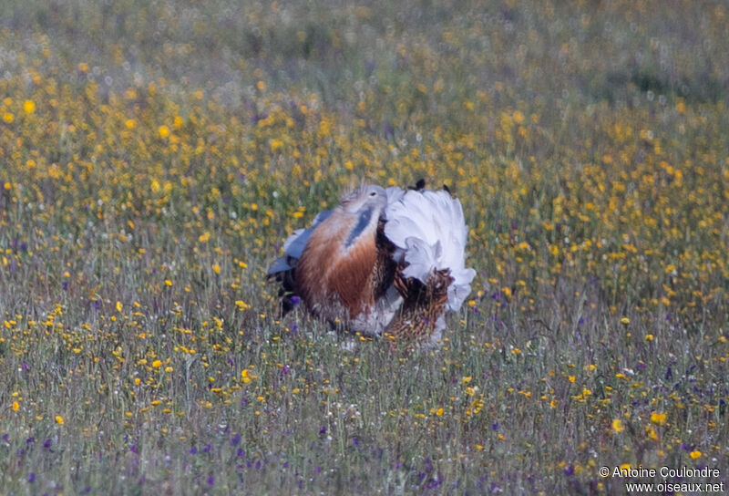 Great Bustard male adult breeding, courting display