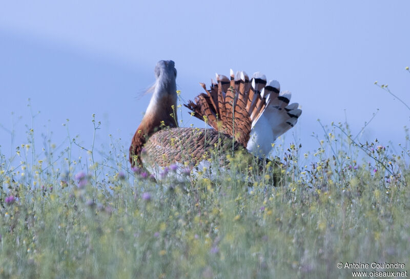 Great Bustard male adult breeding, courting display