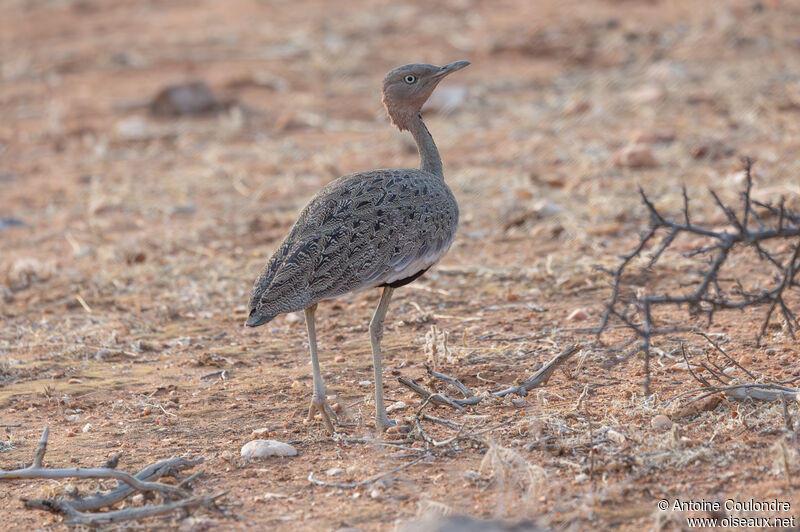 Buff-crested Bustard male adult