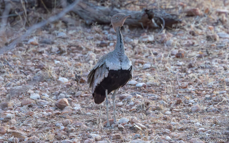 Buff-crested Bustard male adult