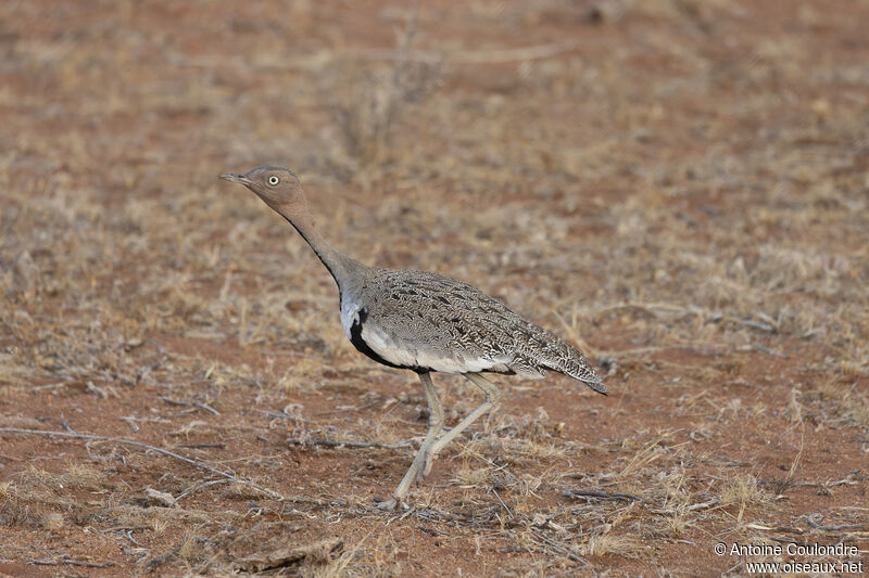 Buff-crested Bustardadult