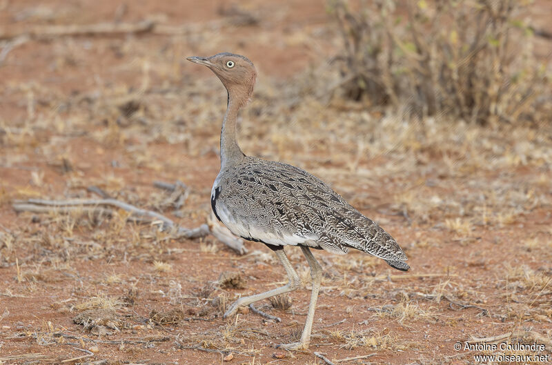 Buff-crested Bustard male adult