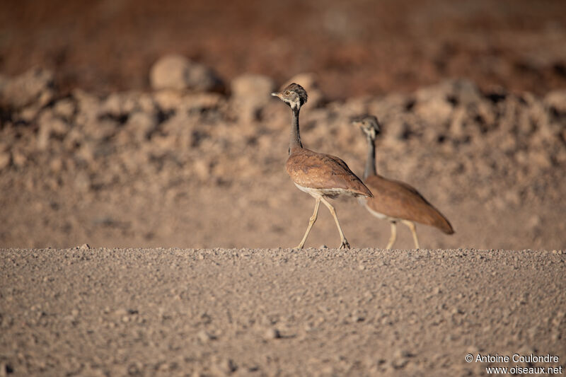 Rüppell's Korhaanadult breeding