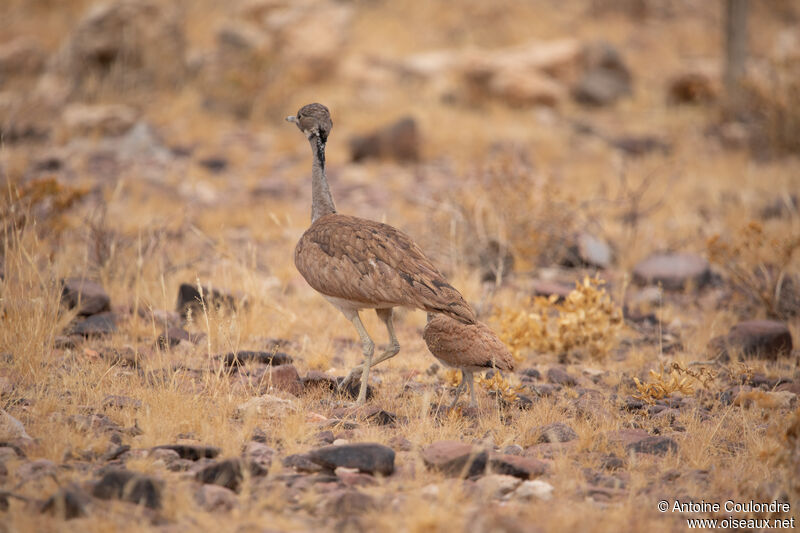 Rüppell's Korhaan female adult