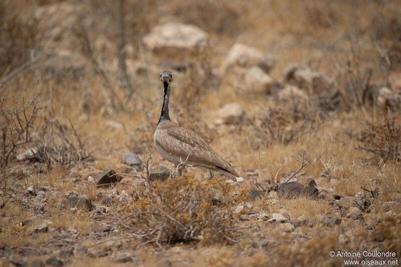 Rüppell's Korhaan male adult